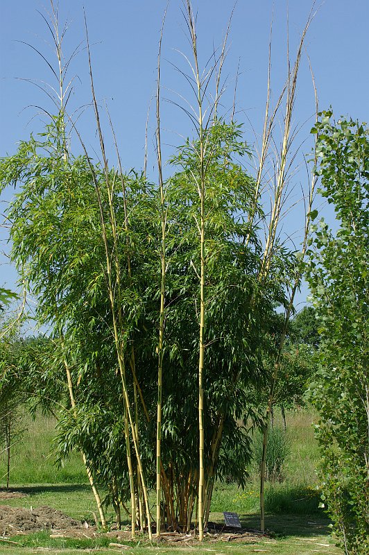 Phyllostachys vivax Huangwenzhu-inversa 7-2012